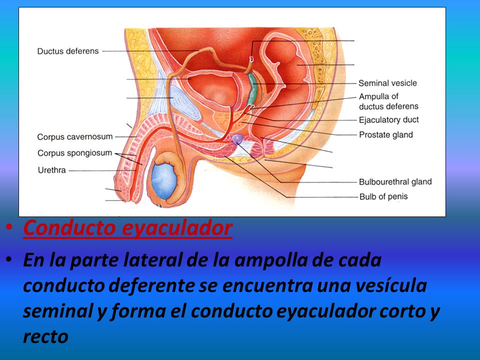 Conducto eyaculador como se forma